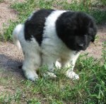 Превью фото № 101455