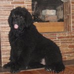 Превью фото № 101489