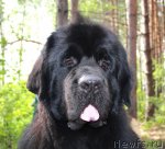 Превью фото № 101548