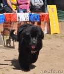 Превью фото № 101551