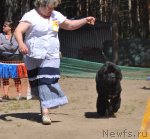 Превью фото № 101554