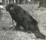 Превью фото № 1017