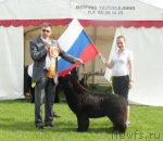 Превью фото № 101772