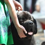 Превью фото № 102216