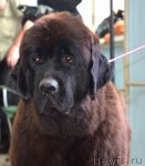 Превью фото № 102317