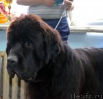 Превью фото № 102342