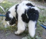 Превью фото № 102528