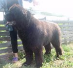 Превью фото № 102529