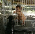 Превью фото № 102534