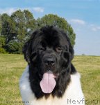 Превью фото № 102900