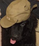 Превью фото № 102921