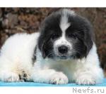 Превью фото № 10298