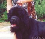 Превью фото № 103