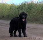 Превью фото № 103325