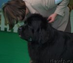 Превью фото № 103355