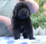 Превью фото № 103470