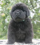 Превью фото № 103747