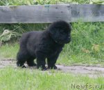 Превью фото № 103749