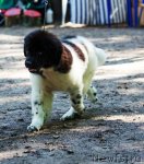 Превью фото № 103760