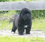 Превью фото № 103790