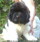 Превью фото № 104206