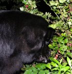 Превью фото № 104453