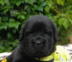 Превью фото № 105005