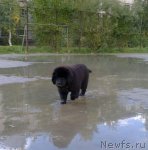 Превью фото № 105107