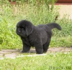 Превью фото № 105121