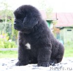 Превью фото № 105143