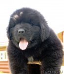 Превью фото № 105213