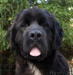 Превью фото № 105368