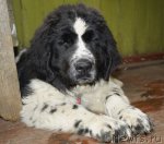 Превью фото № 105483