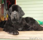 Превью фото № 105490