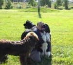 Превью фото № 105541