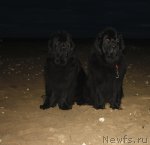 Превью фото № 105543