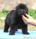 Превью фото № 105718