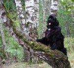 Превью фото № 105801