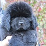 Превью фото № 105966