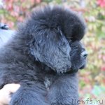 Превью фото № 105967