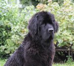 Превью фото № 106110