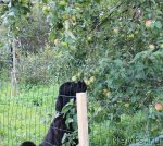 Превью фото № 106112