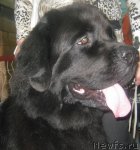 Превью фото № 106231