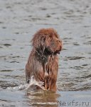 Превью фото № 106293