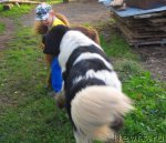 Превью фото № 106355