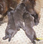 Превью фото № 106372