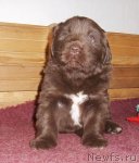 Превью фото № 106377