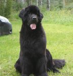 Превью фото № 106383