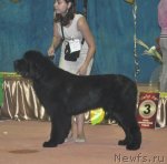 Превью фото № 106500