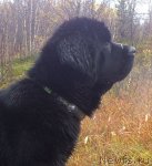 Превью фото № 106802